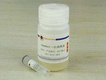 β-Catenin抗体(兔多抗)